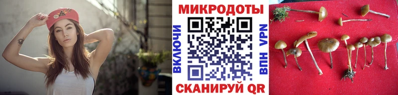 как найти   Новошахтинск  Галлюциногенные грибы Cubensis 